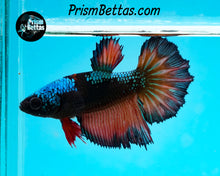 Load image into Gallery viewer, Chocolate Orange Samurai Halfmoon Fmelae