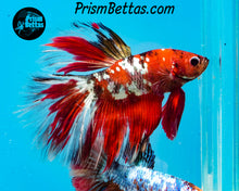 Load image into Gallery viewer, Red Copper Koi Halfmoon Male