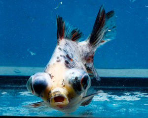 Blue Calico Butterfly Telescope Goldfish (3.5-4.25 inches)