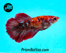 Load image into Gallery viewer, Red Koi Halfmoon Female