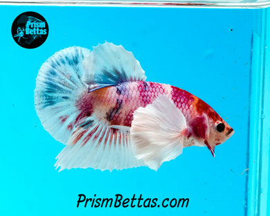 Purple Koi Dumbo Halfmoon Plakat Female