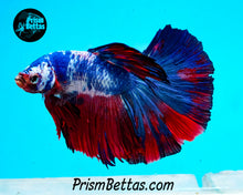 Load image into Gallery viewer, Marble Halfmoon Male