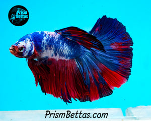 Marble Halfmoon Male