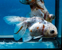 Load image into Gallery viewer, Blue Calico Oranda Goldfish (3.5-4.25 inches)
