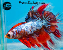 Load image into Gallery viewer, Marble Halfmoon Female