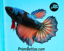 Load image into Gallery viewer, Chocolate Orange Samurai Halfmoon Fmelae