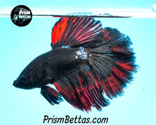Load image into Gallery viewer, Red Devil Blackstar Halfmoon Male