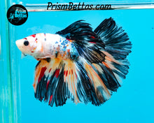Load image into Gallery viewer, Marble Halfmoon Male
