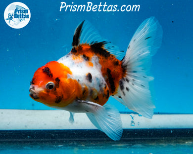 Premium Calico Oranda Sex Unknown (3.5 inch length) Imported from Thailand