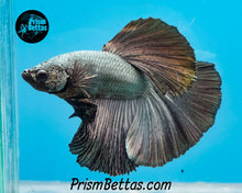 Load image into Gallery viewer, Copper Halfmoon Male
