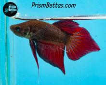 Load image into Gallery viewer, Red Splenden Wildtype Male