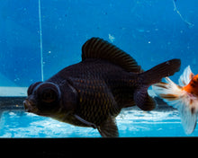 Load image into Gallery viewer, Black Butterfly Telescope Goldfish (3.5-4.25 inches)