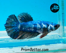 Load image into Gallery viewer, Marble Halfmoon Female