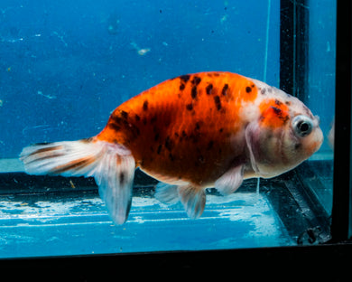 Calico Ranchu Goldfish (3.5-4.25 inches)