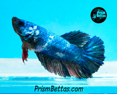 Marble Halfmoon Female