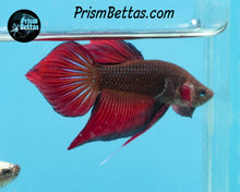 Load image into Gallery viewer, Red Splenden Wildtype Male