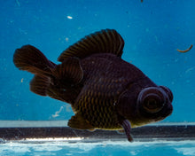 Load image into Gallery viewer, Black Butterfly Telescope Goldfish (3.5-4.25 inches)