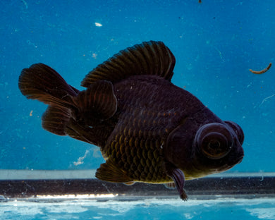 Black Butterfly Telescope Goldfish (3.5-4.25 inches)