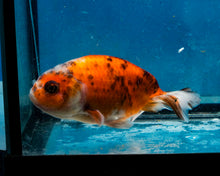 Load image into Gallery viewer, Calico Ranchu Goldfish (3.5-4.25 inches)
