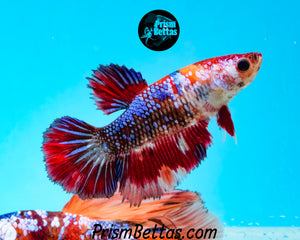 Marble Halfmoon Female