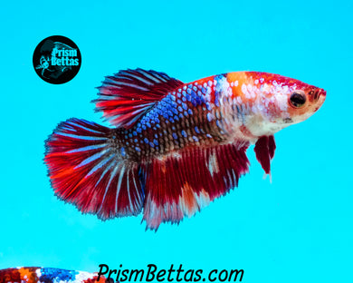 Marble Halfmoon Female