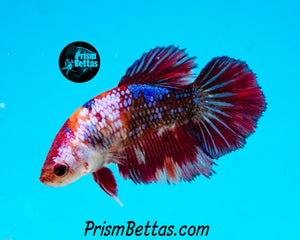 Marble Halfmoon Female