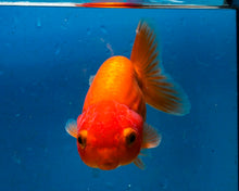 Load image into Gallery viewer, Orange Ranchu (3.5-4.25 inches)