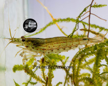 Load image into Gallery viewer, Amano Shrimp! Locally Bred 5 plus 1 Free!