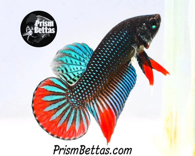 Siamorientalis Wild Type Pre-Order