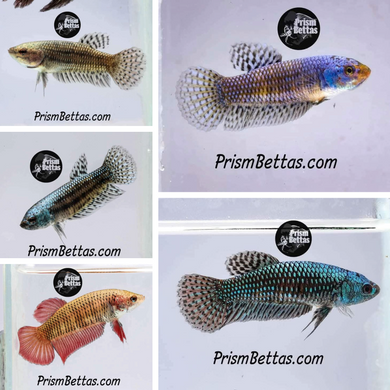 Wildtype Sorority Mystery Box 5 Females Bred by Frank's Bettas