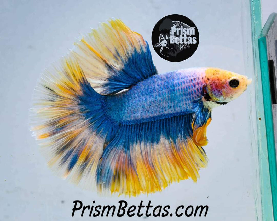 Free Mystery Box Betta with a $100 Order!