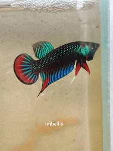 Imbellis Wild Type Pre-Order