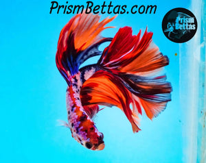 Candy Koi/Rainbow Marble Halfmoon Male Mystery Box