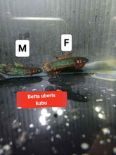 Load image into Gallery viewer, Betta uberis Pair ***Pre-order***