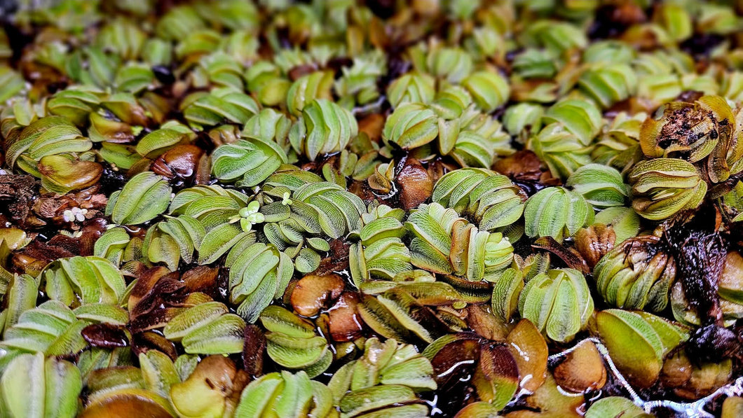 Salvinia 