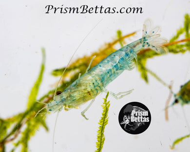 Blue Jelly Neocardina Shrimp 5 pack