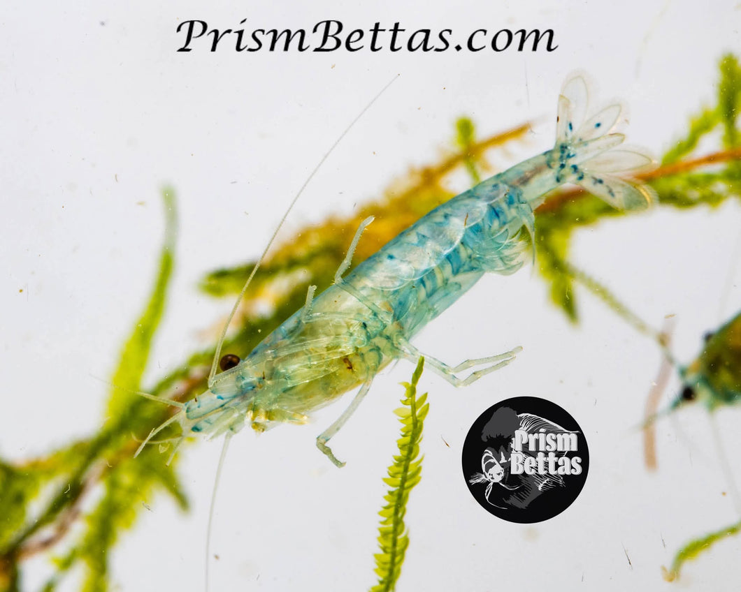 Blue Jelly Neocardina Shrimp 5 pack