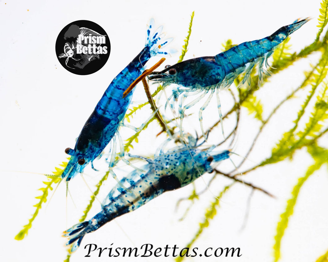 Blue Rili Neocardina Shrimp 5 pack A Grade