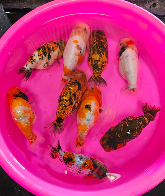 Ranchu Mystery Box (3.5-4 inches) Imported from Thailand