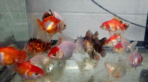 Mystery Box Oranda ~1.5-2.5 inches (body only)