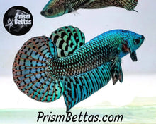 Load image into Gallery viewer, Wildtype Betta Alien Green/turquoise