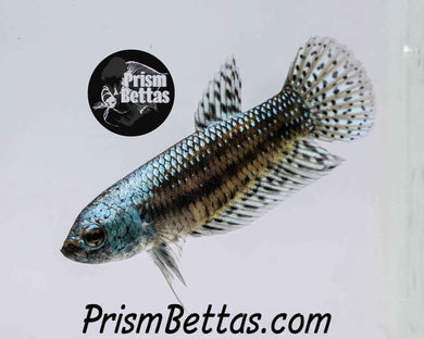 Alien Wildtype Grey Female