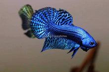 Load image into Gallery viewer, Wildtype Betta Alien Blue