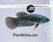 Load image into Gallery viewer, Wildtype Betta Alien Green/turquoise