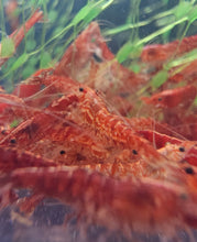 Load image into Gallery viewer, Red Cherry Neocardina Shrimp 5 pack