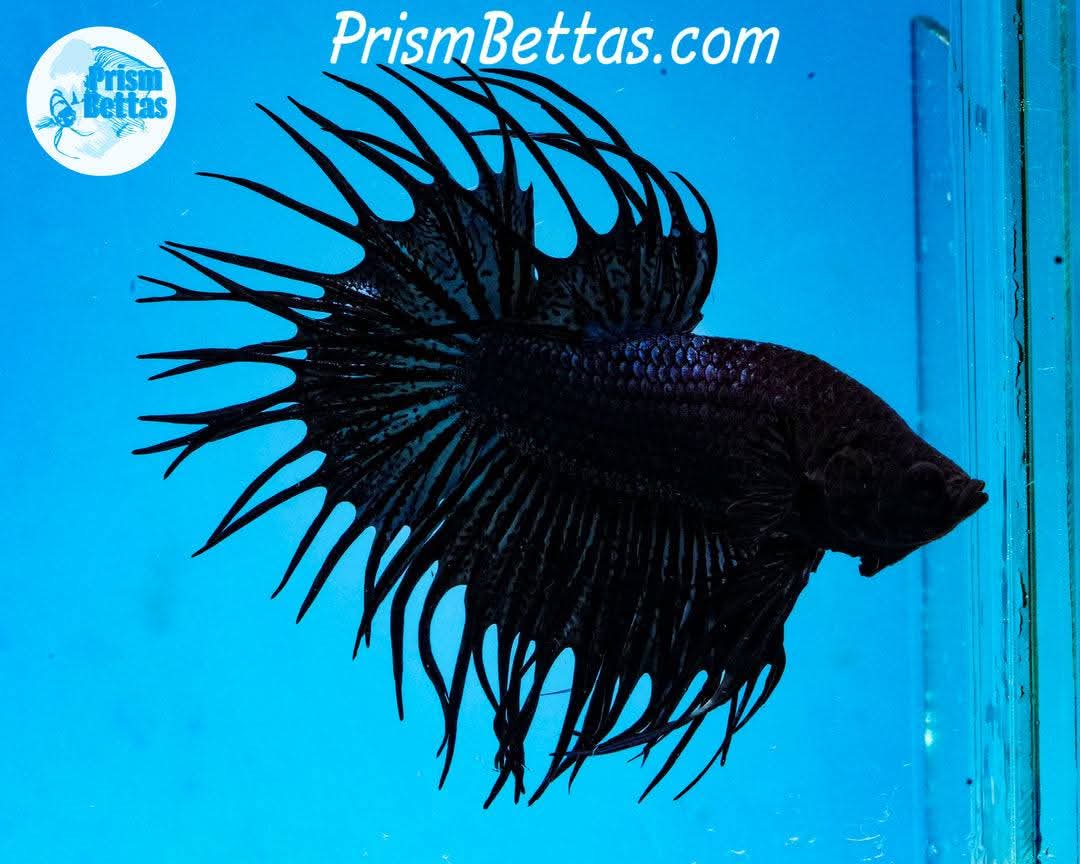 betta fish necessities mystery box Mystery Box Male! – Prism Bettas