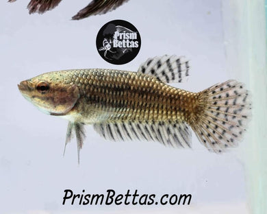 Alien Wildtype Copper Female