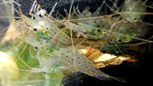 Load image into Gallery viewer, Amano Shrimp! Locally Bred 5 plus 1 Free!