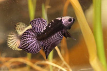 Load image into Gallery viewer, Wildtype Betta Alien Samurai Copper