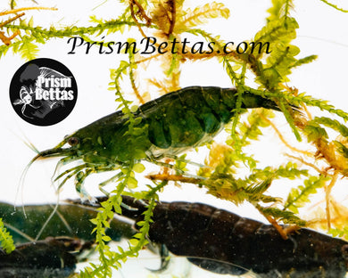 Green Jade Neocardina Shrimp 5 pack A Grade